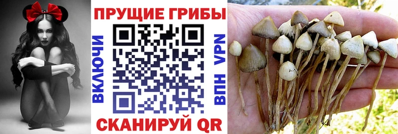 закладки  Гуково  Псилоцибиновые грибы Psilocybe 